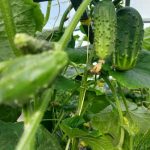 Hogyan kell öntözni az uborkát, hogy ne váljanak keserűvé: egyszerű eszközök a vidéki szemétből származó eszközökből hogyan-kell-ontozni-az-uborkat-hogy-ne-valjanak-keseruve-egyszeru.jpg