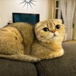 Mi történik, ha egy macskát csak száraz táppal etetnek: a nedvesség és a vesék mítosza támadás alatt áll mi-tortenik-ha-egy-macskat-csak-szaraz-tappal-etetnek-a.jpg