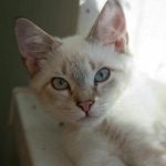 Miért ébreszt hajnalban a macska: nem az éhség, hanem a kormányzás válsága miert-ebreszt-hajnalban-a-macska-nem-az-ehseg-hanem-a.jpg