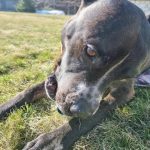 Miért engedjük el a kutyát a pórázról: a szabadság ára és a láthatatlan kockázatok miert-engedjuk-el-a-kutyat-a-porazrol-a-szabadsag-ara.jpg